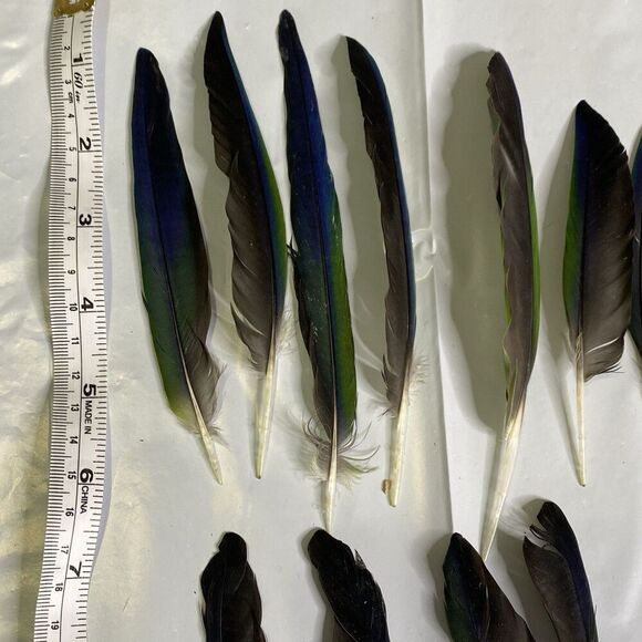 Nanday Conure Parrot Feathers Green Blue Black Mixed Naturally Molted 24 Piece - Picture 2 of 5